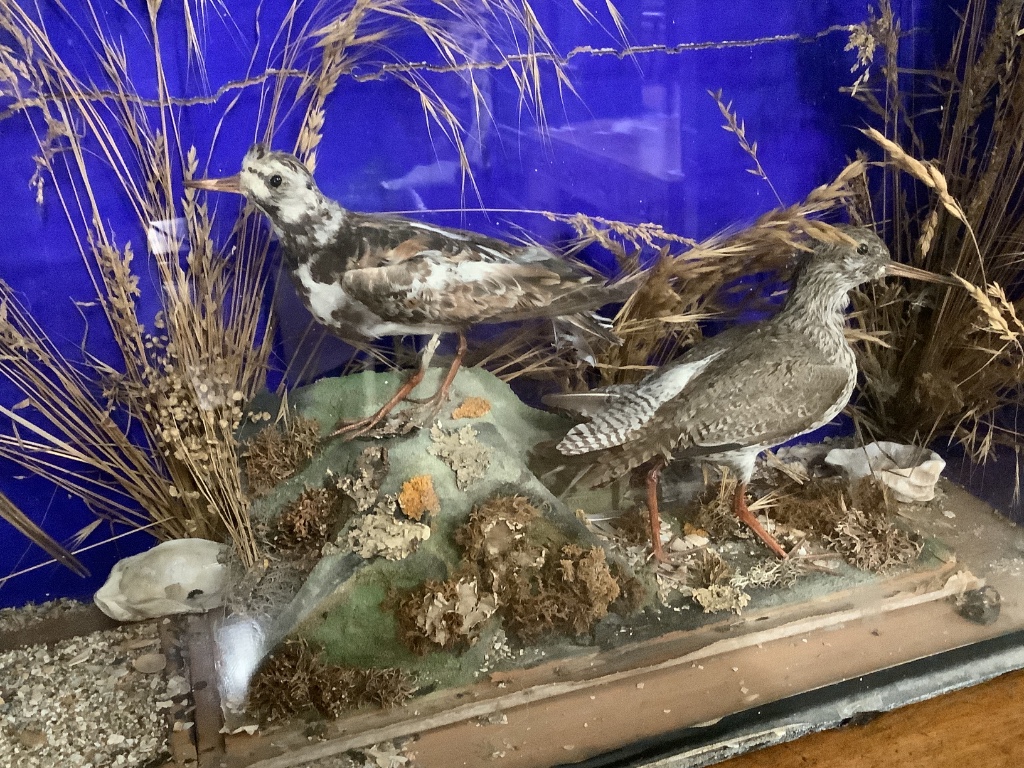 A taxidermic bird display, in glazed cased, 91 x 22 x 49cm